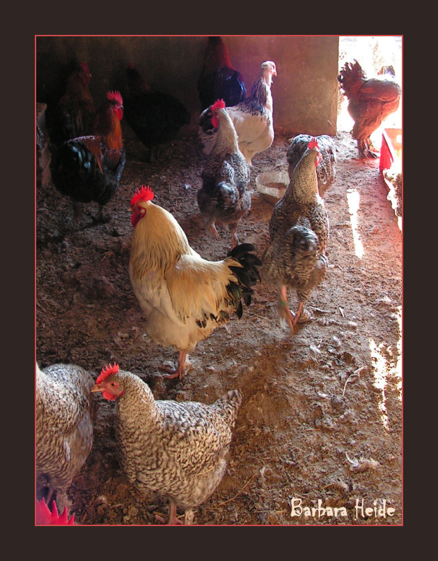 roosters
