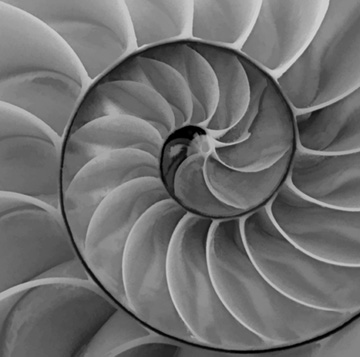 Nautilus