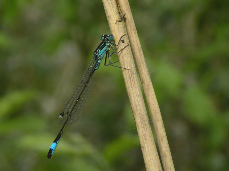 Common bluetail - Ischnura elegans - Lantaarntje