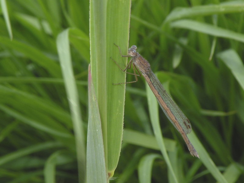 Sympecma paedisca