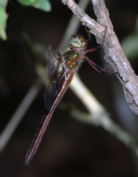 Neocordulia spec