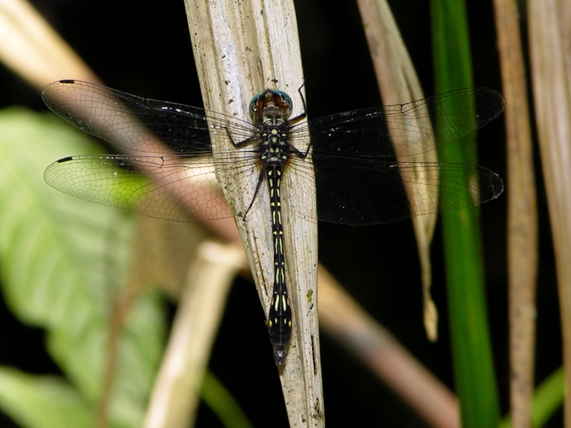 Macrothemis tesselata probably