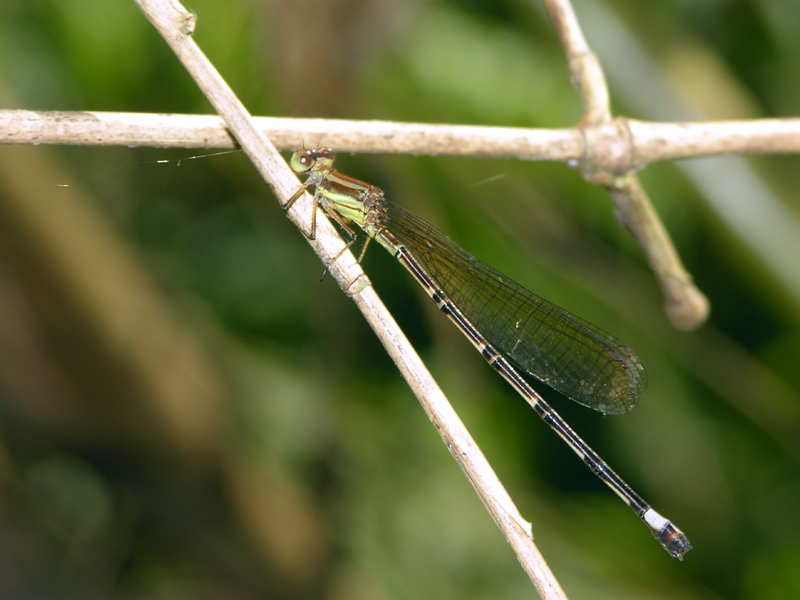 Leptagrion female