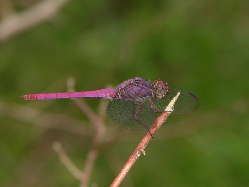 Orthemis aequilibris