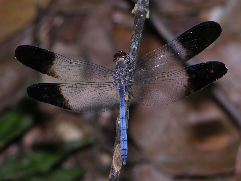 Uracis fastigiata