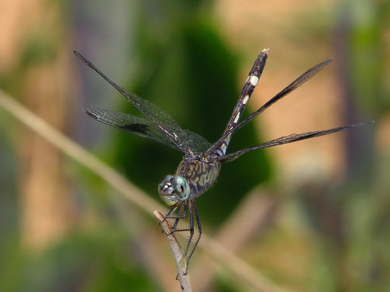 Erythrodiplax attenuata