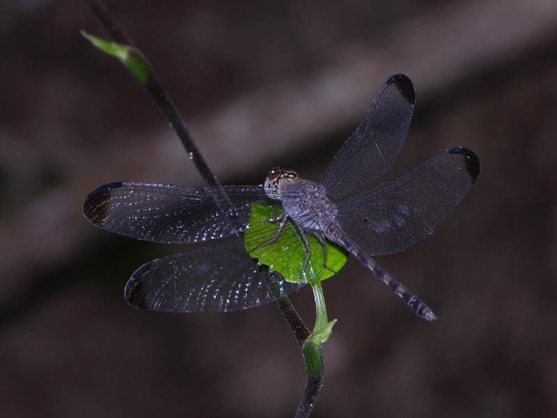Uracis imbuta