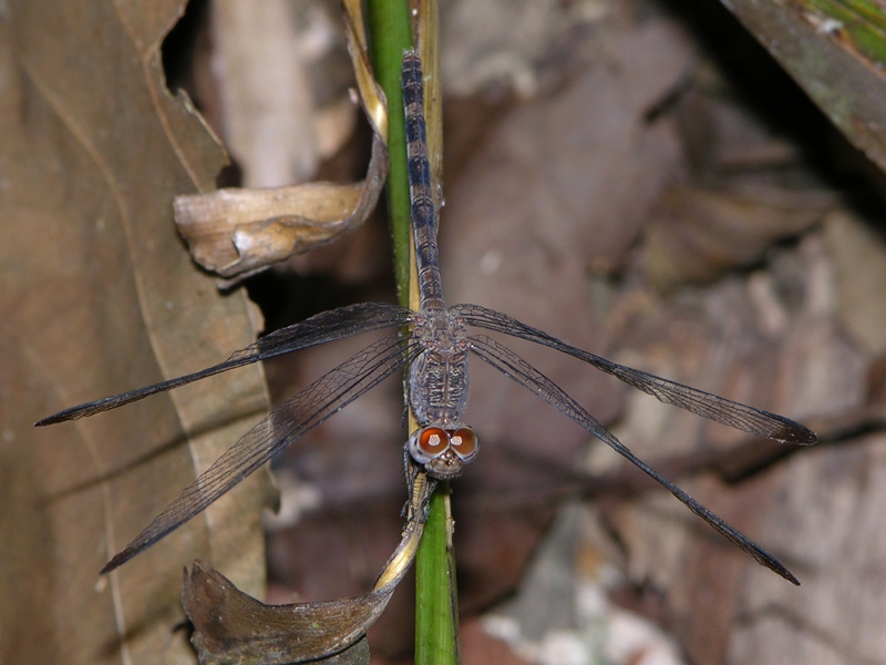 Uracis imbuta