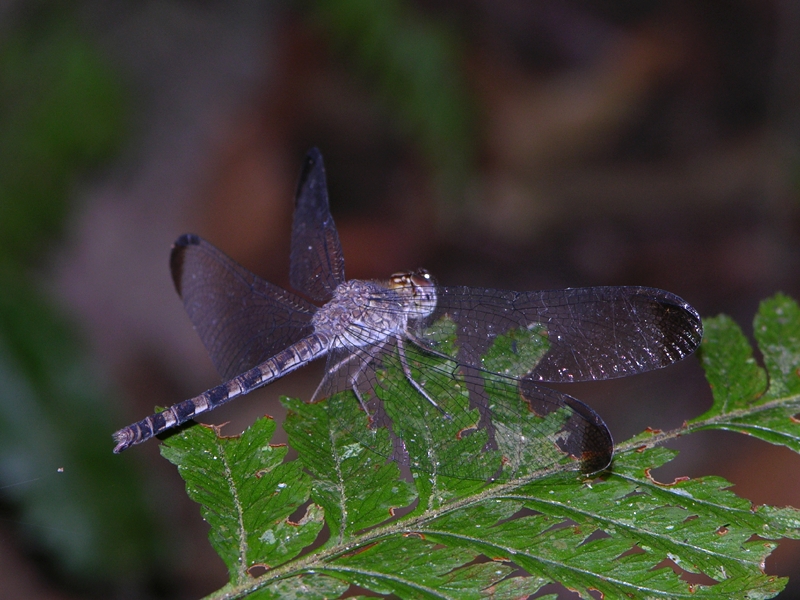 Uracis imbuta
