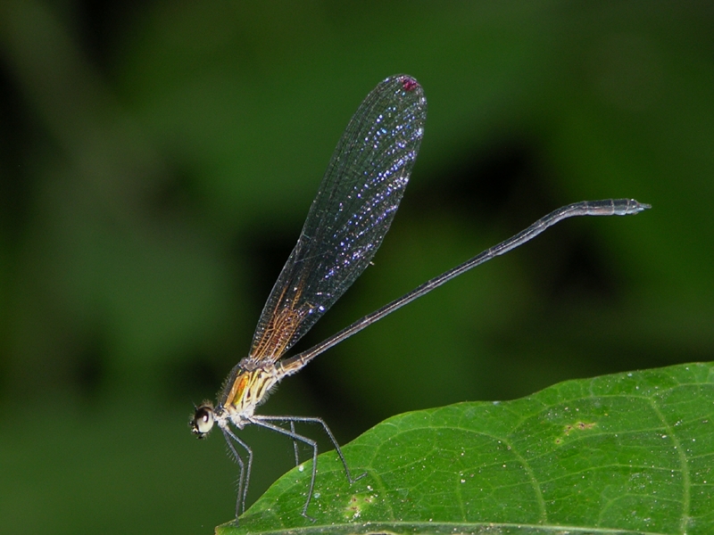 Hetaerina male