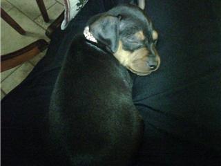 sleeping on mommy's lap