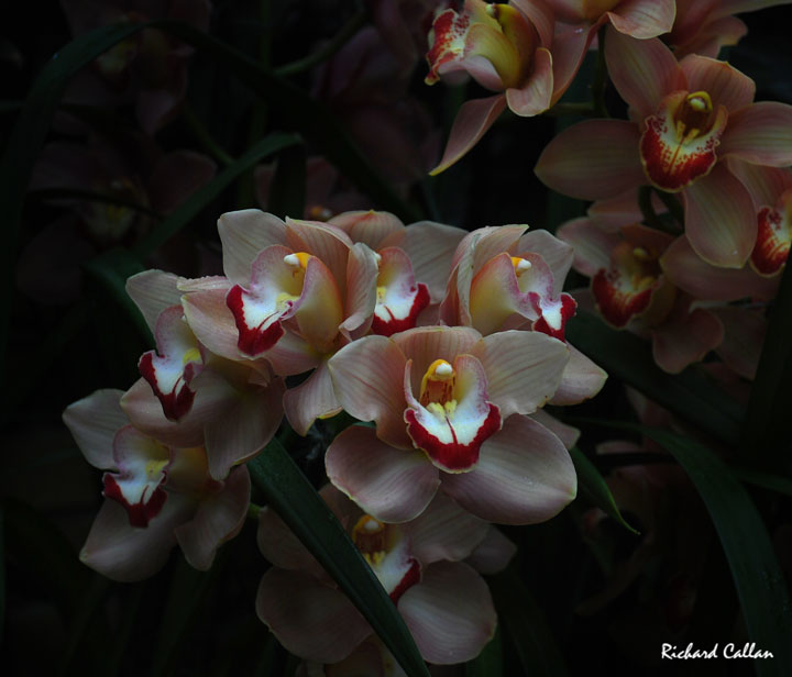 DSC_2068_5171b.jpg