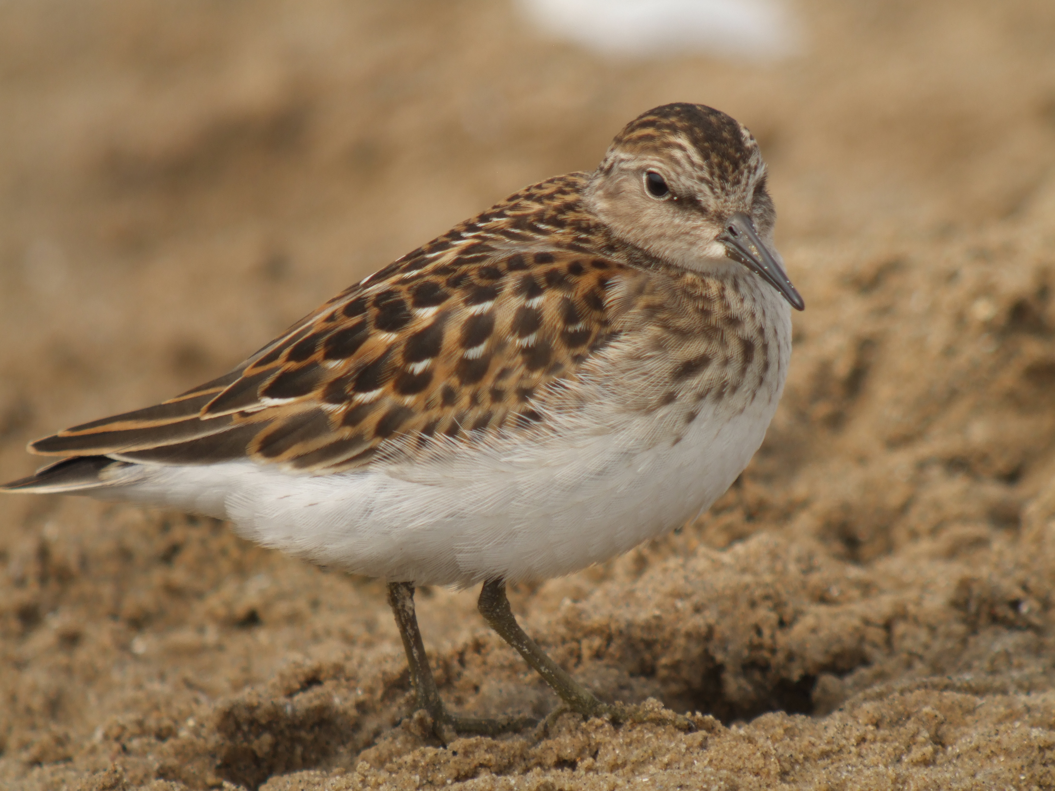 Least Sandpiper