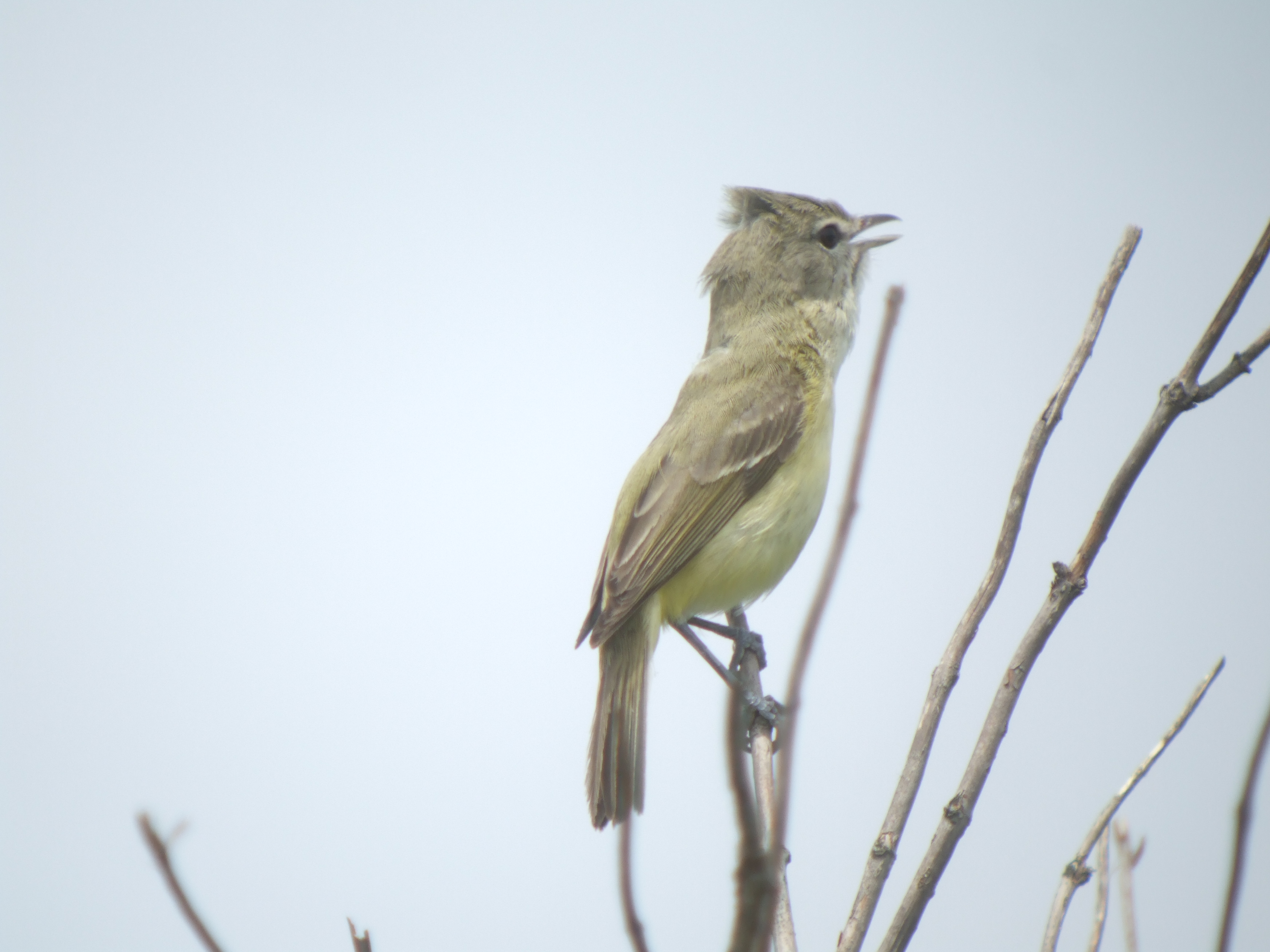 Bells Vireo  ( Eastern )