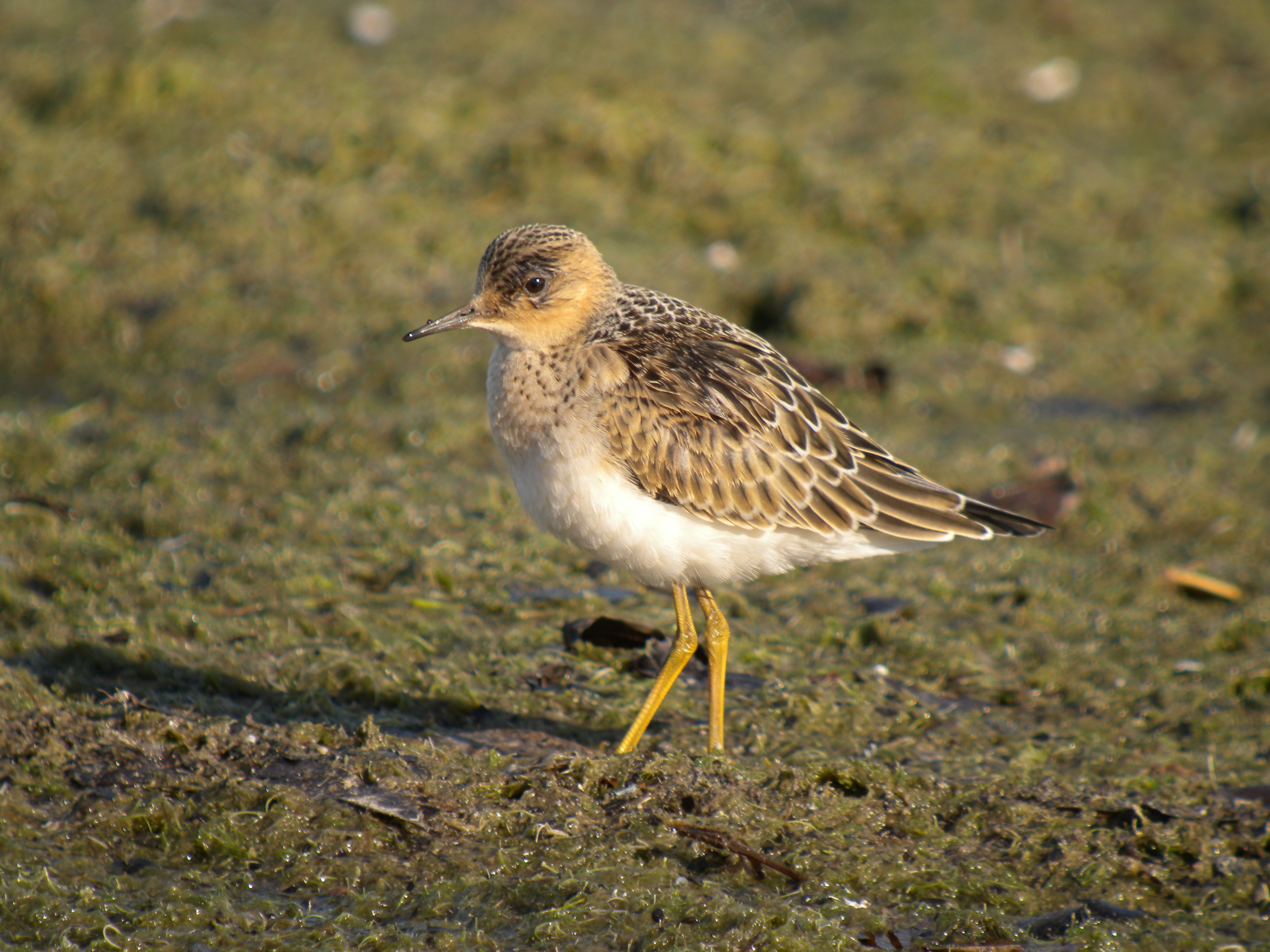 Buff-breasted Sandpiper