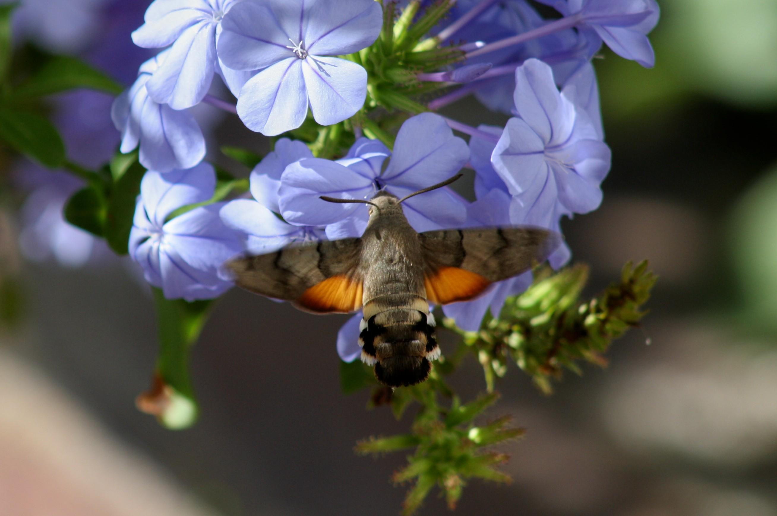 Hummingbird Moth