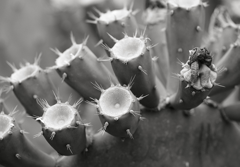 DSC06201bwps.jpg