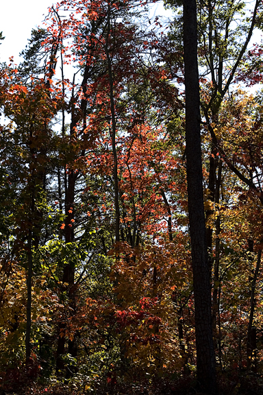 Lakewood Leaves.jpg