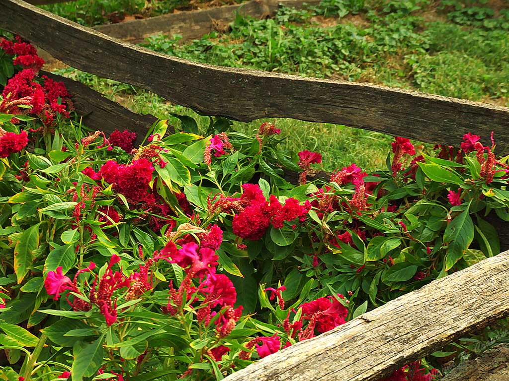 New Salem Flower Garden.jpg