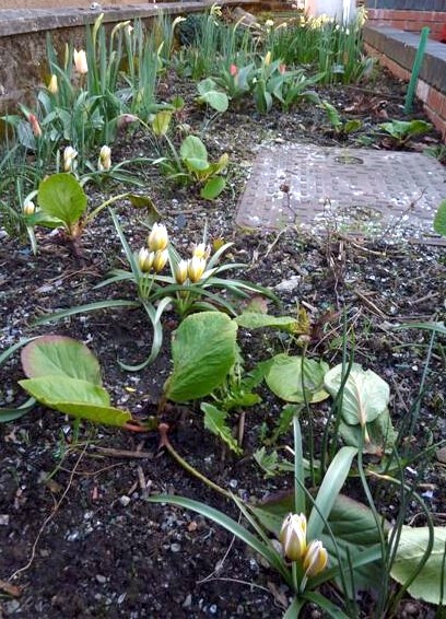 Lornas bulbs are flowering:-) Must do something about the grate!