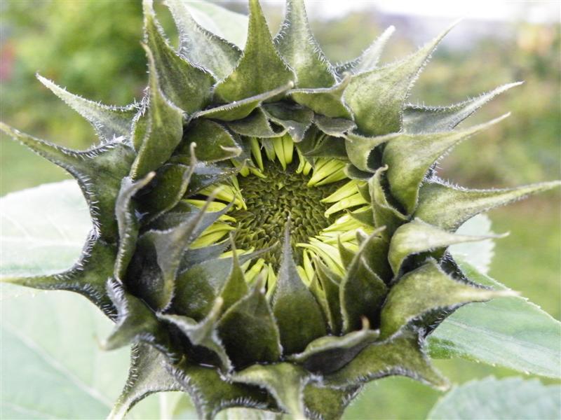 Late sunflower