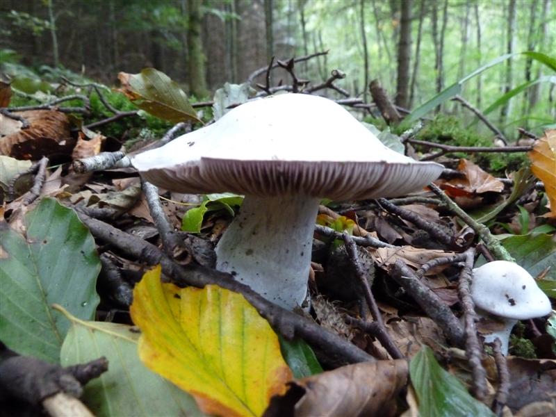 Fungi
