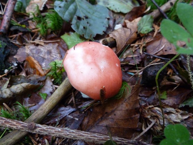Fungi