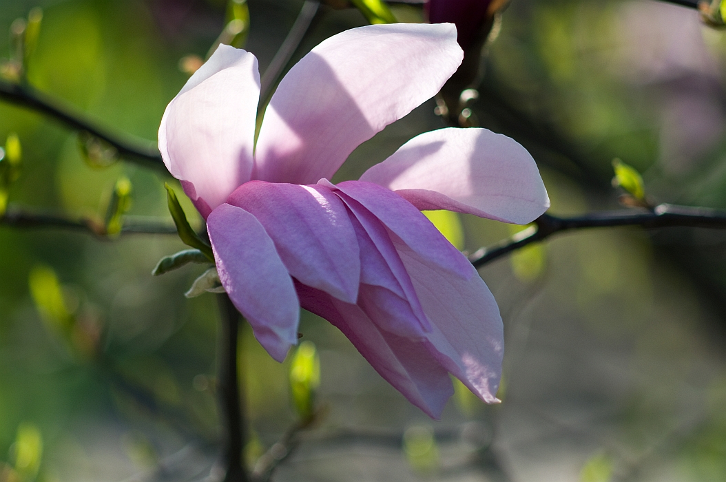 magnolia3