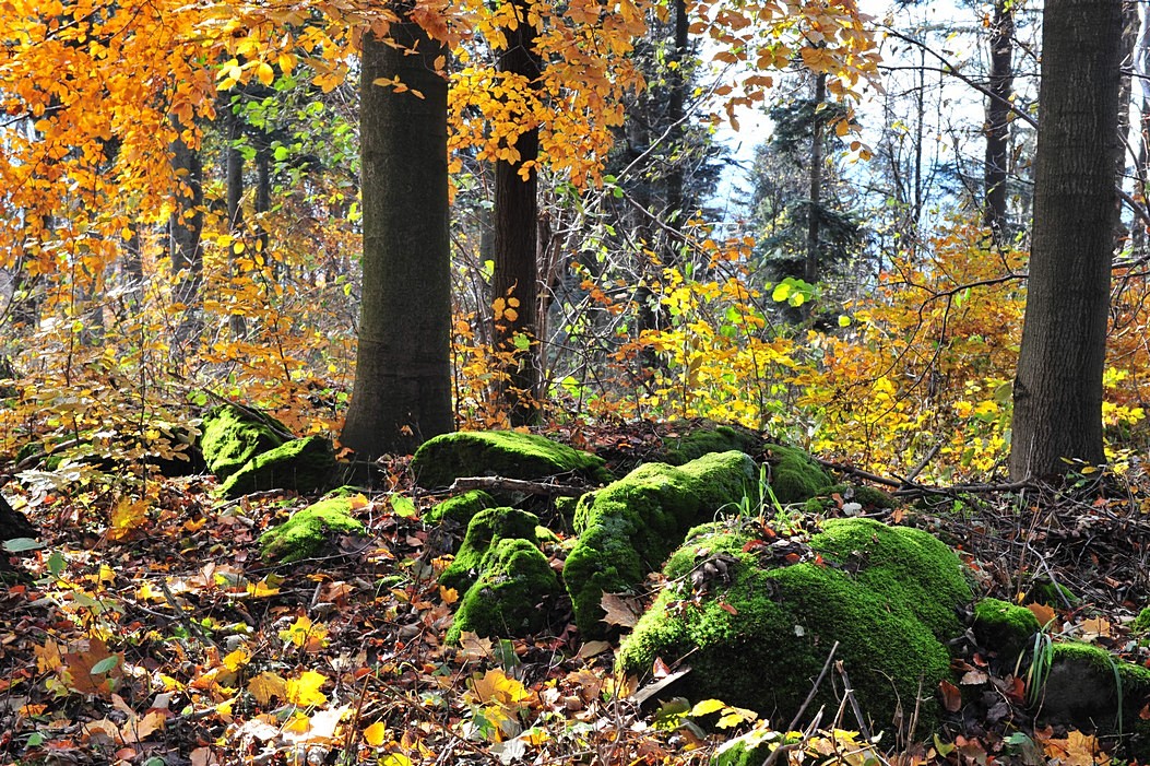 Green Is The Colour