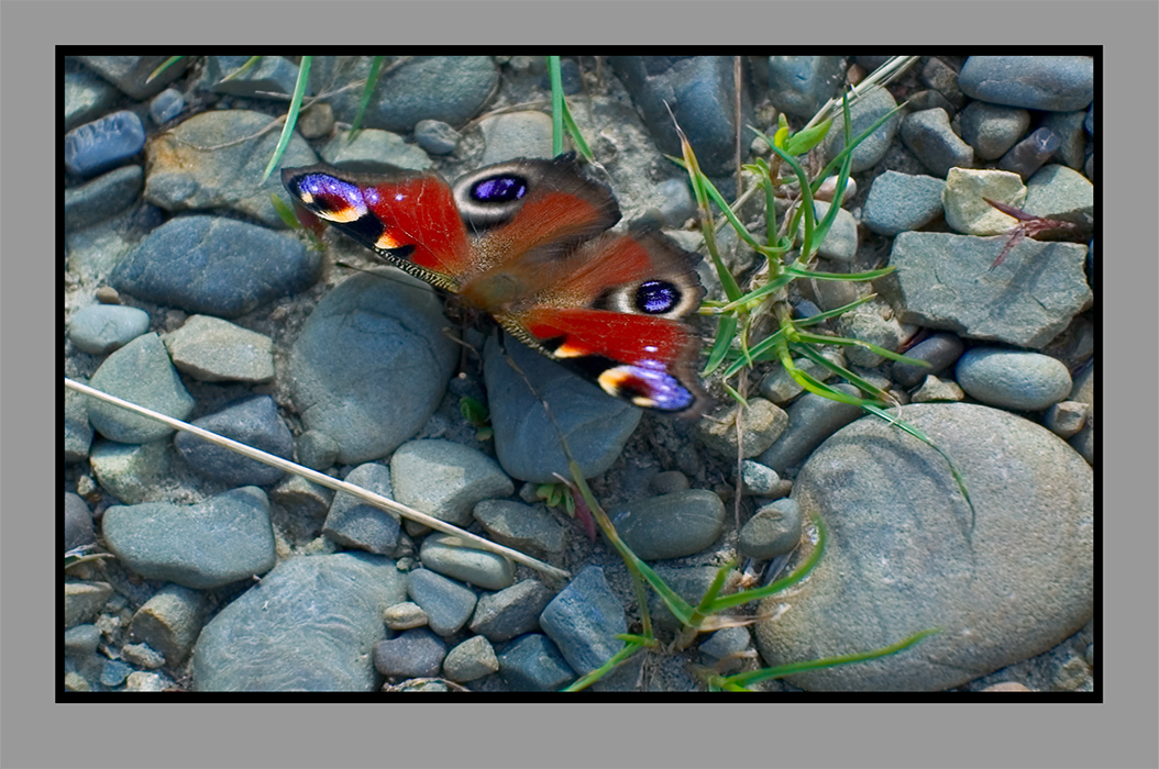 The Ukrainian butterfly