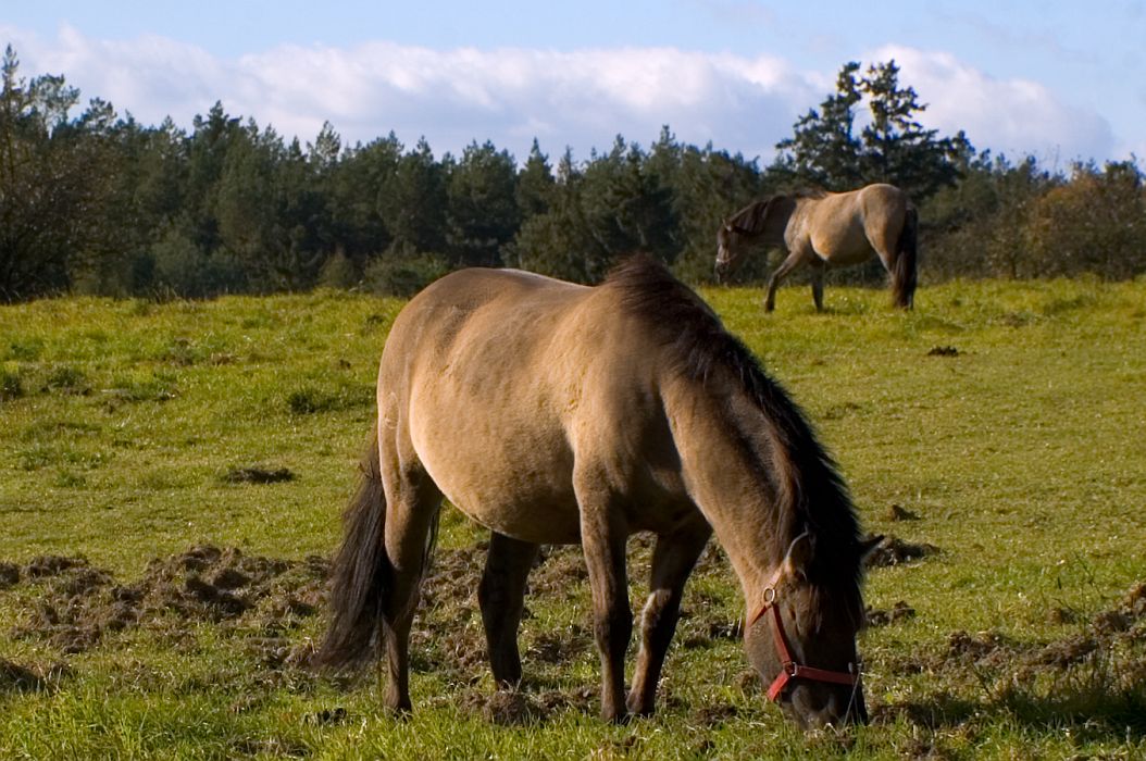 Pony in FLORIANKA on ROZTOCZE