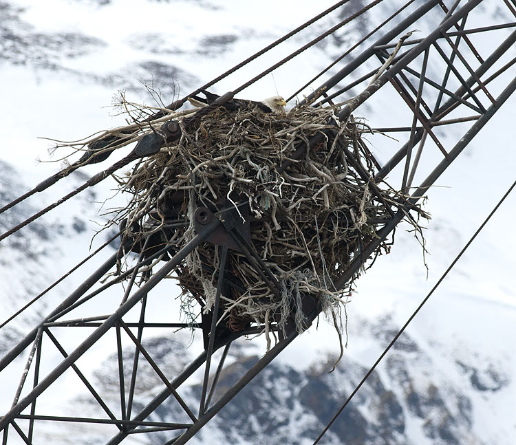 Mrs. Crane on her eggs