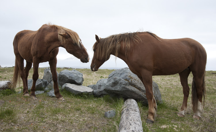 Wild horses of Unalaska