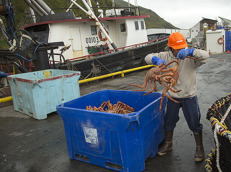 Brown crab on the dock
