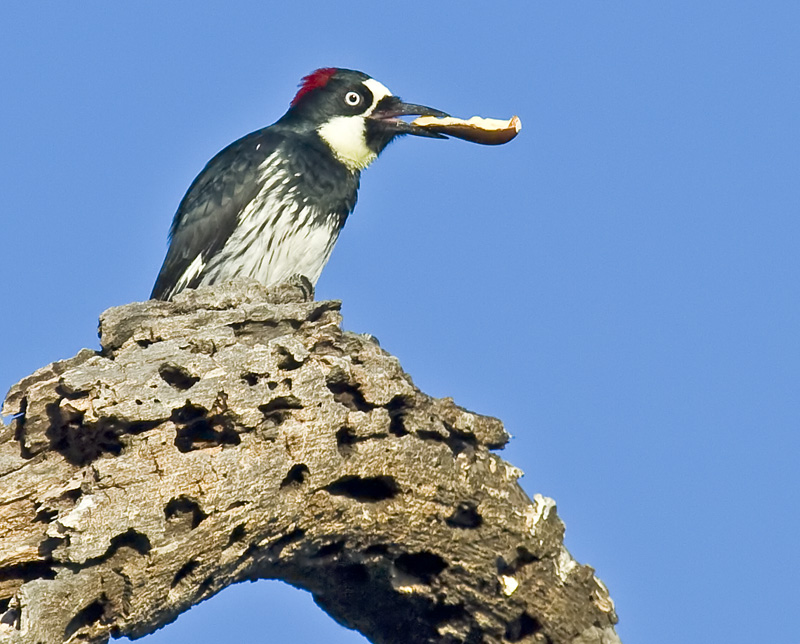 Female Acorn Woodpecker with a longitudinally split acorn