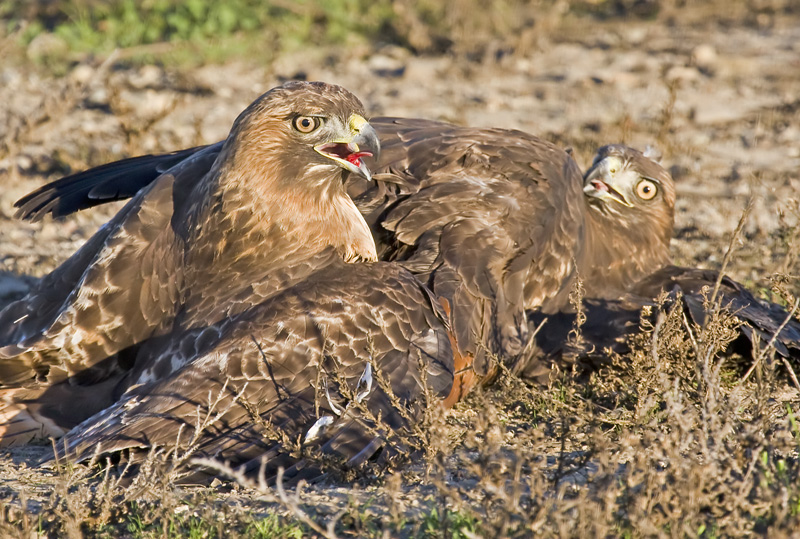 The hawk on the right is NOT on its back. Its right wing is bent backwards.