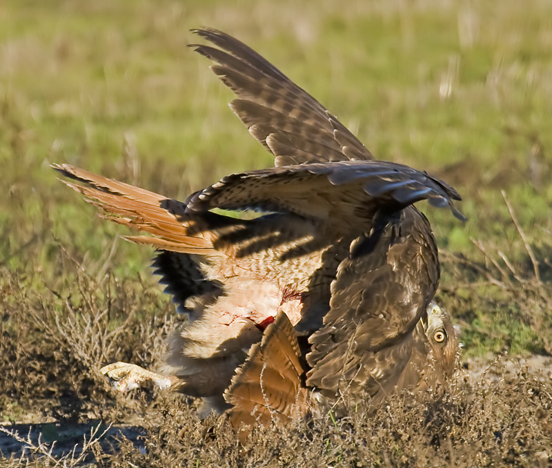 Note the blood on the side of the hawk on top