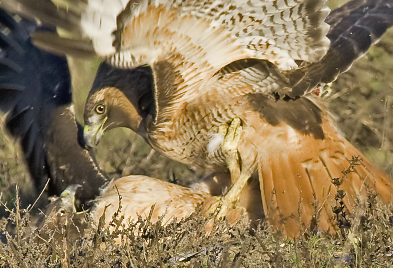 You can see the talons of both birds in this image