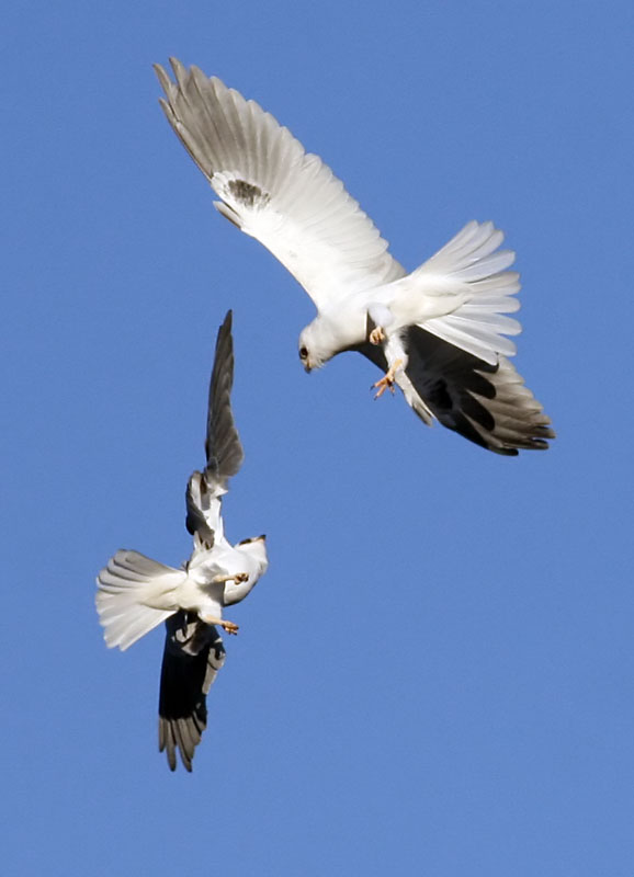 White-tailed Kites <br> #1 of 4