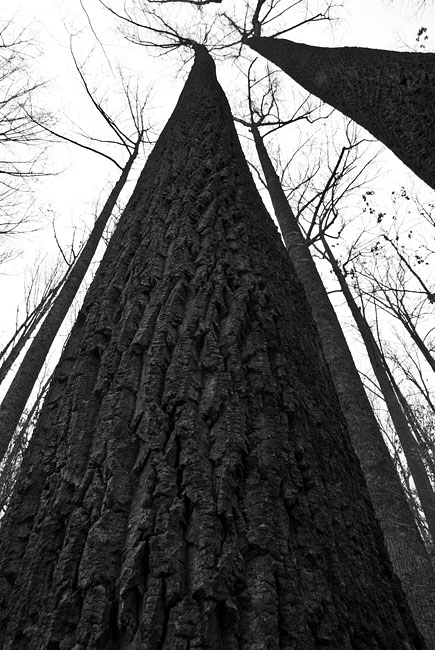 Poplar 2