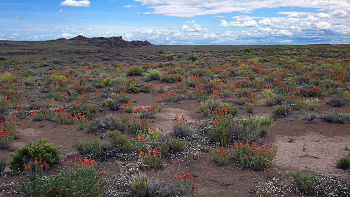 P1080085b.jpg