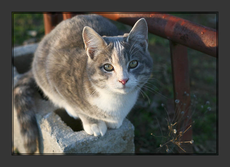 Smokey - barn kitten