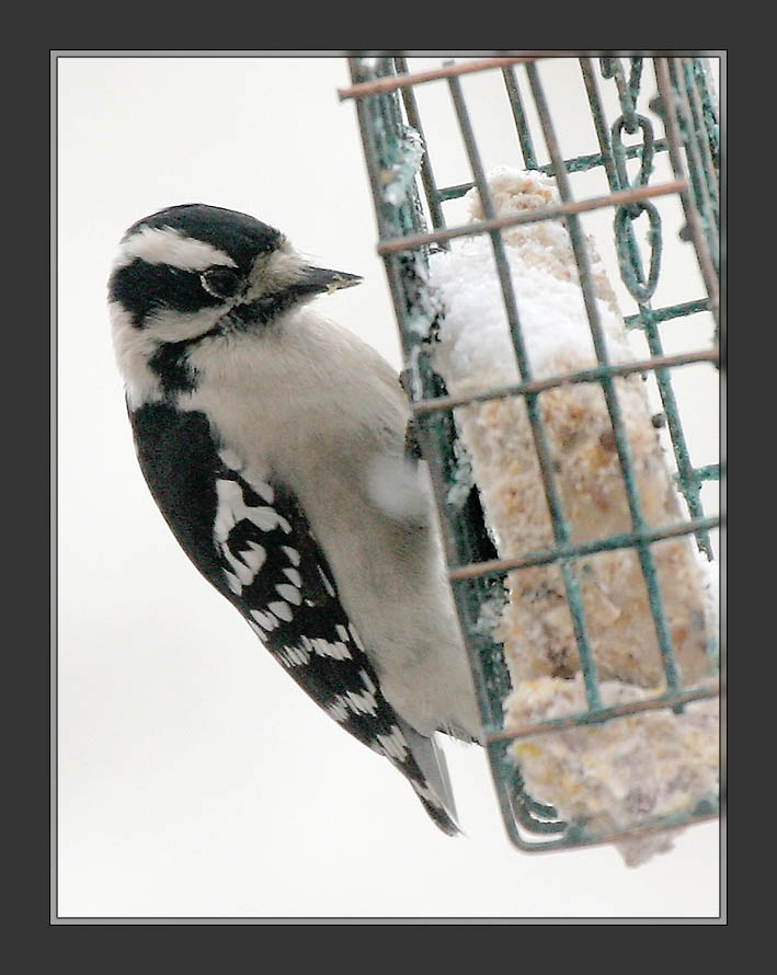 Downy Woodpecker
