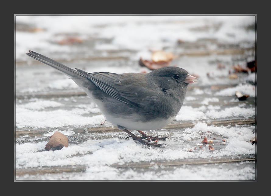Snow Bird