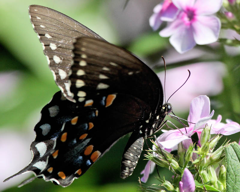 Black Swallowtail