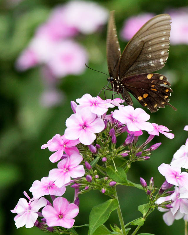 Black Swallowtail_3