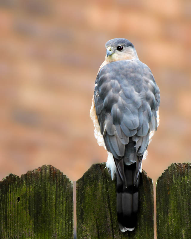 Hawk