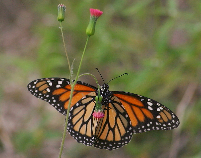 Monarch Butterfly