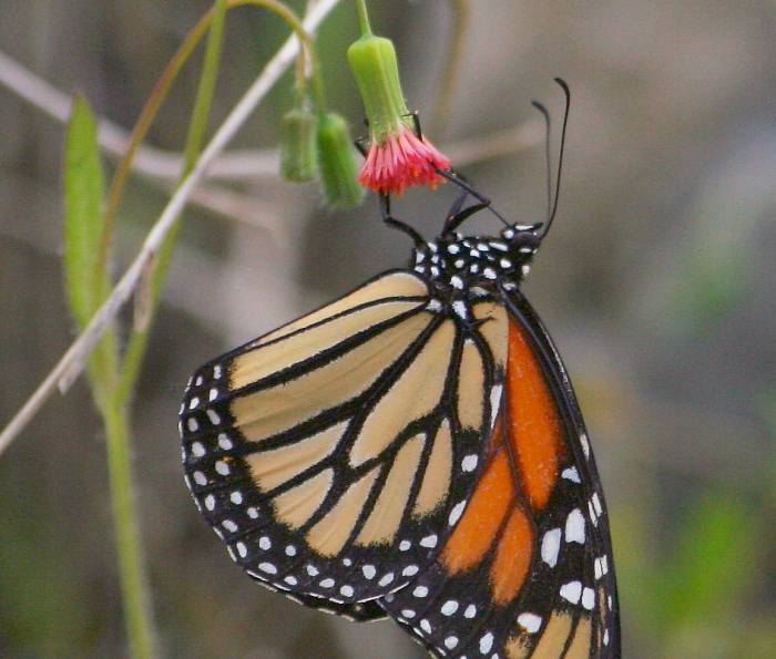 Monarch Butterfly