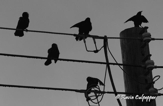 Black Birds!